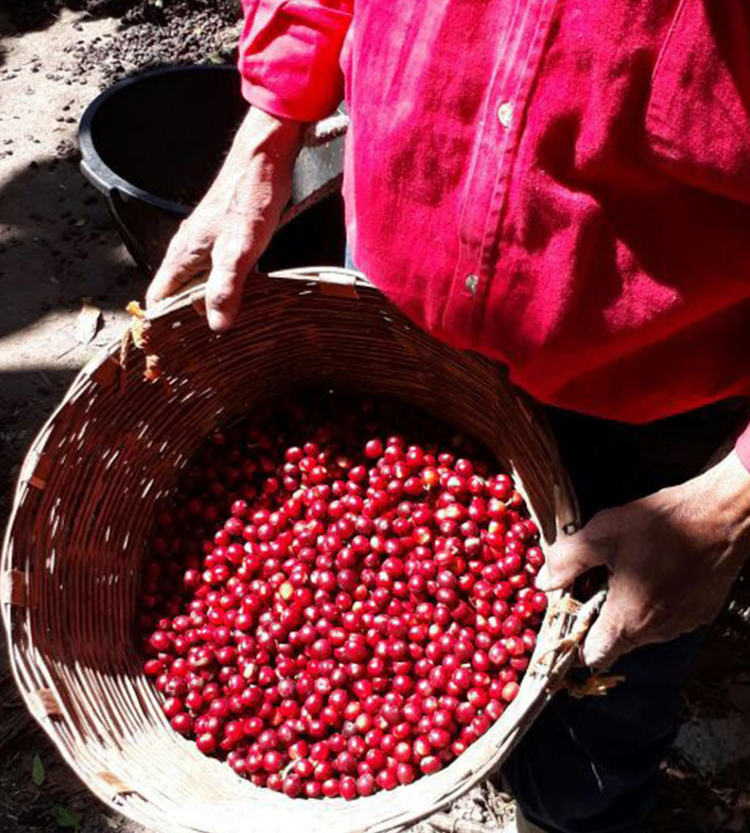 GENARO JUÁREZ MEDIO