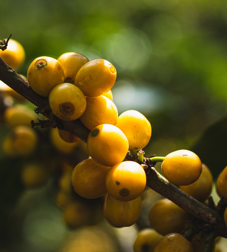 ANAERÓBICO CATURRA AMARILLO 300g