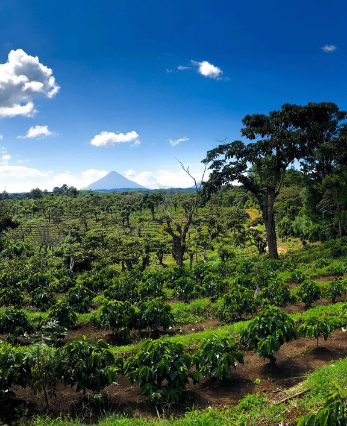 LAS REGIONES DE CAFÉ DE NUESTRA GUATEMALA