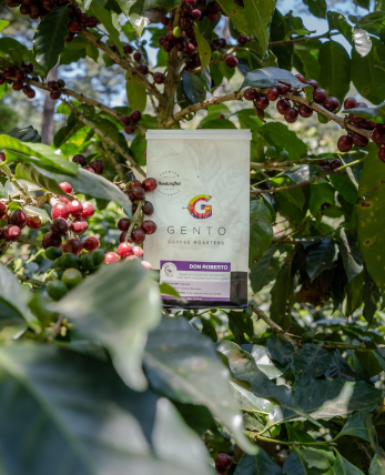 Actualización de la Cosecha 2025: El Mercado del Café Alcanza Máximos Históricos