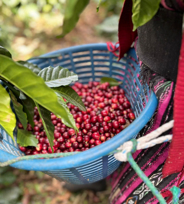 GRAND CRU SERIES - JAVA LAVADO 8oz (Edición Limitada)