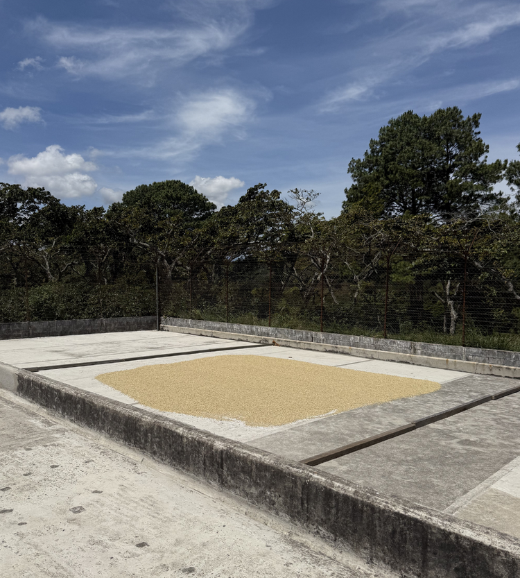 FINCA DE DIOS