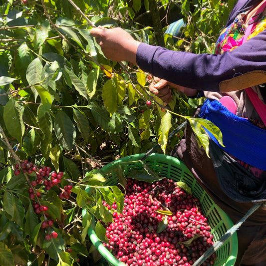 MIEL ARTESANAL 100% ABEJAS 9OZ