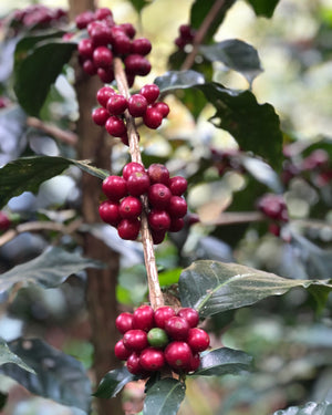 MIEL ARTESANAL DE FLOR DE CAFÉ 8OZ con palito mielero