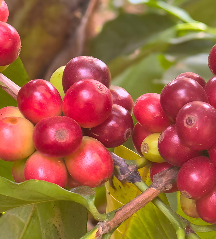 GRAND CRU SERIES - JAVA NATURAL 8oz (Edición Limitada)